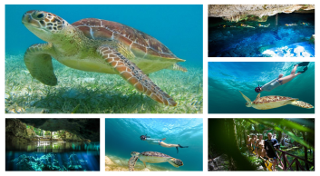 turtles and cenote adventure